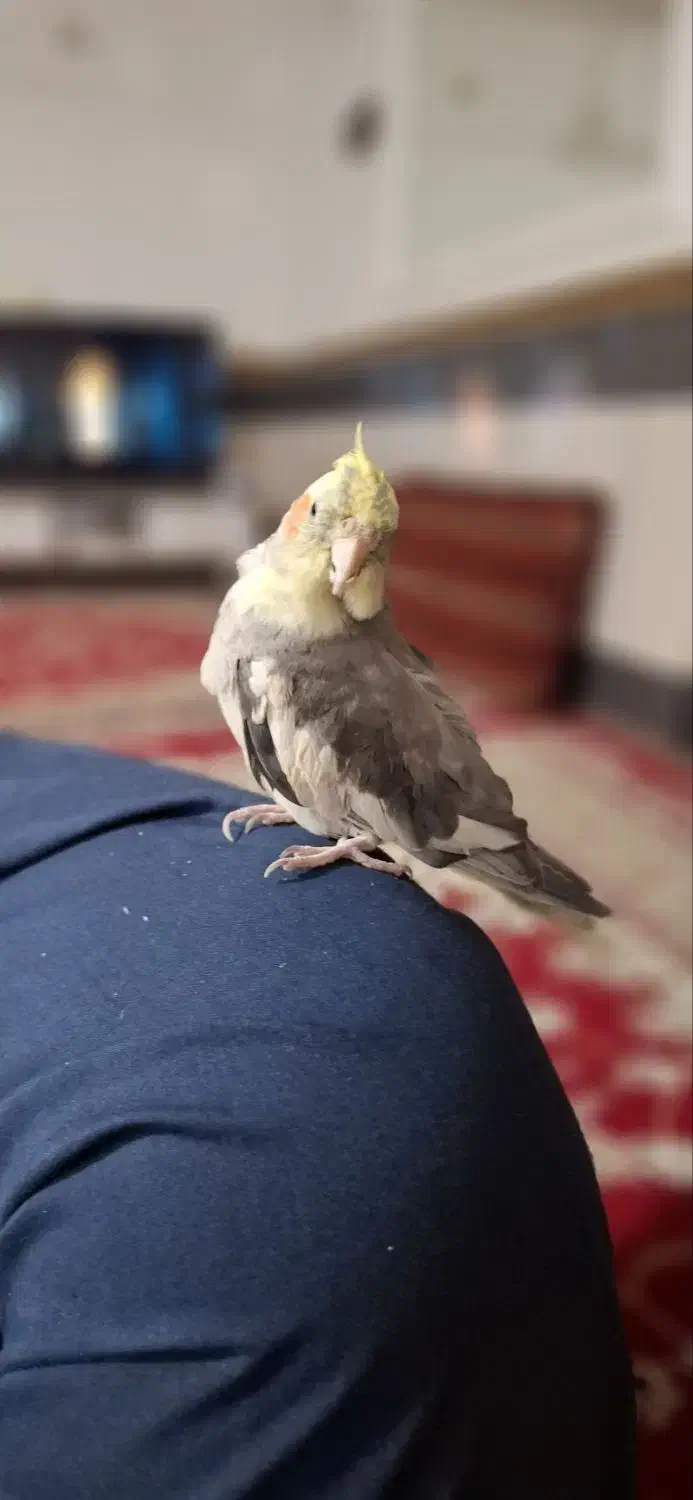 عروس هلندی|پرنده|کلاله, |دیوار