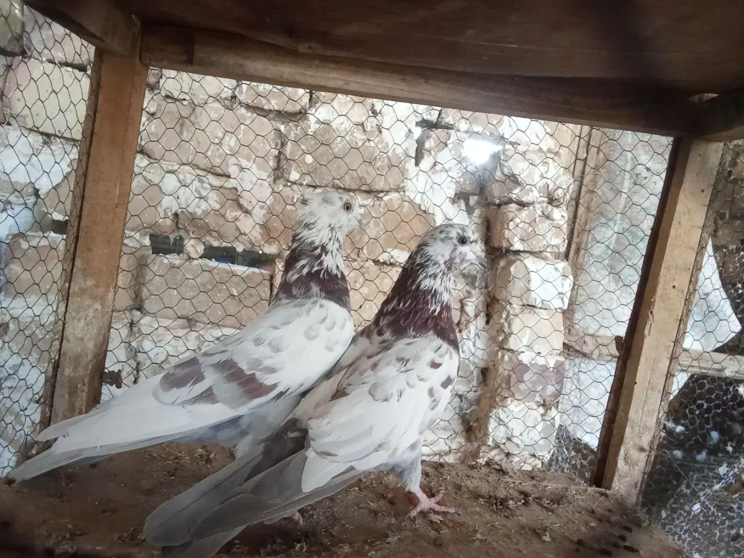 کبوتر پرشی|پرنده|کاشان, طاهرآباد|دیوار