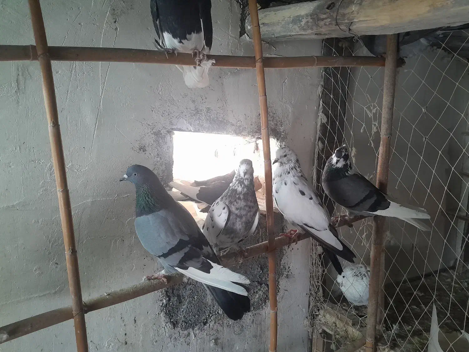 کبوترپرشی فروشی|پرنده|بندر ترکمن, |دیوار