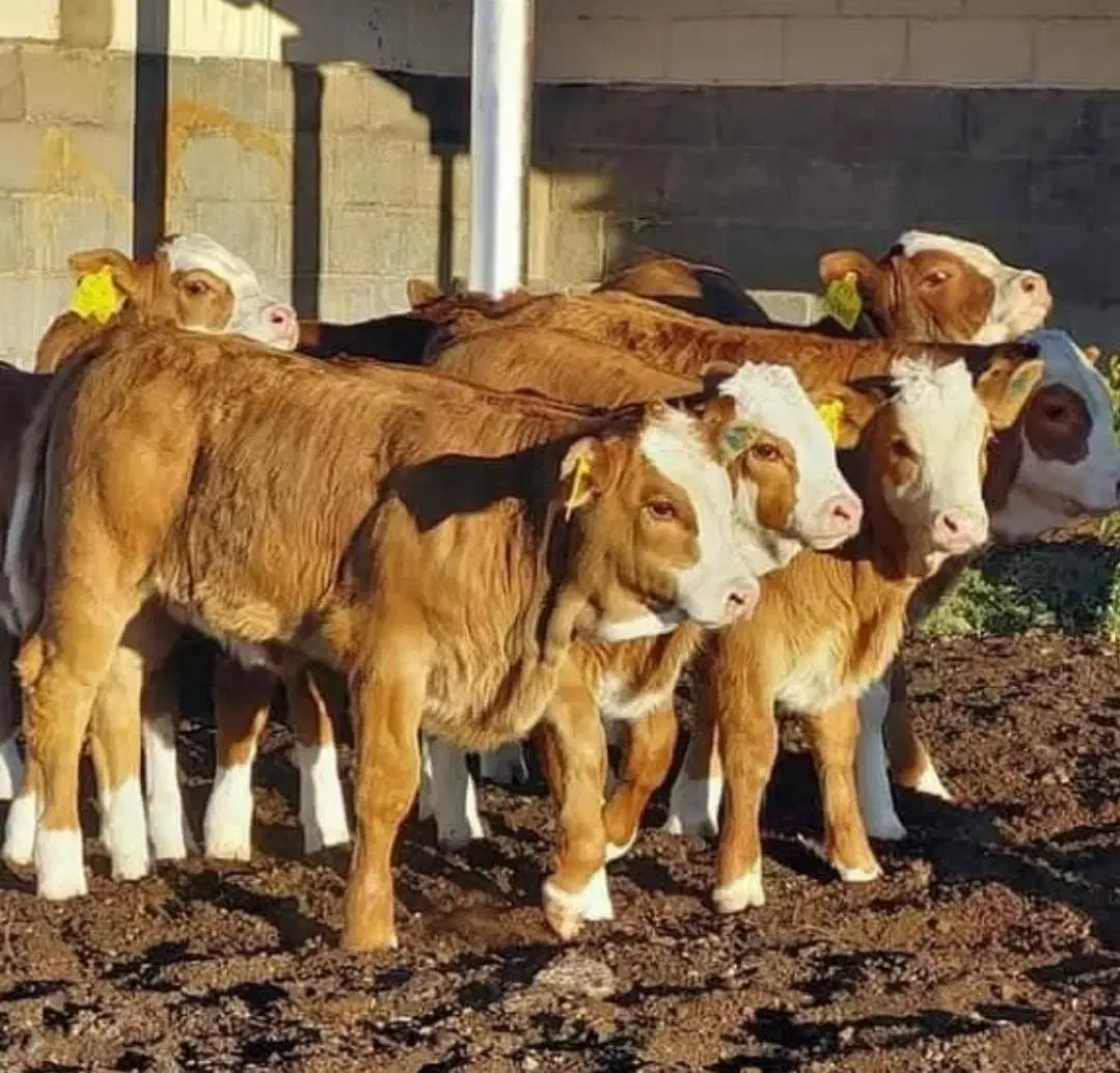 فروش گوساله شیرخوار و قطع شیر سمینتال بالا۵راس|حیوانات مزرعه|شاهینشهر, حافظ جنوبی|دیوار