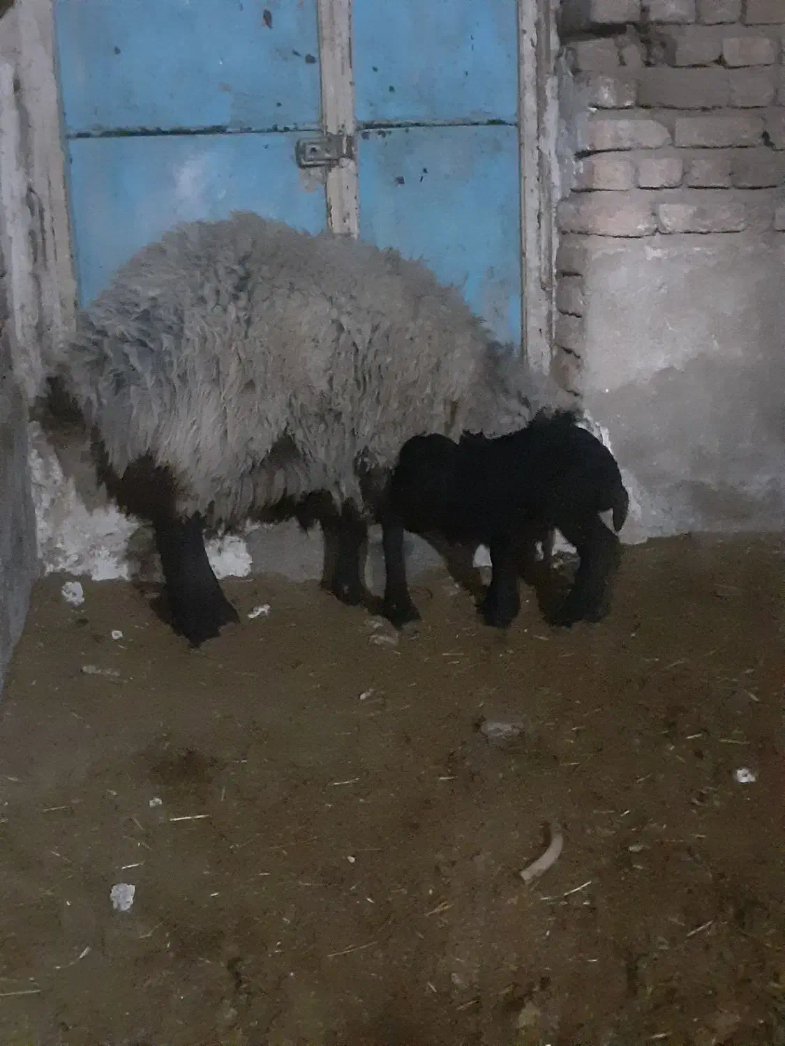 میش آبستن سنگین و بره دار|حیوانات مزرعه|رباط‌کریم, رباط‌کریم|دیوار