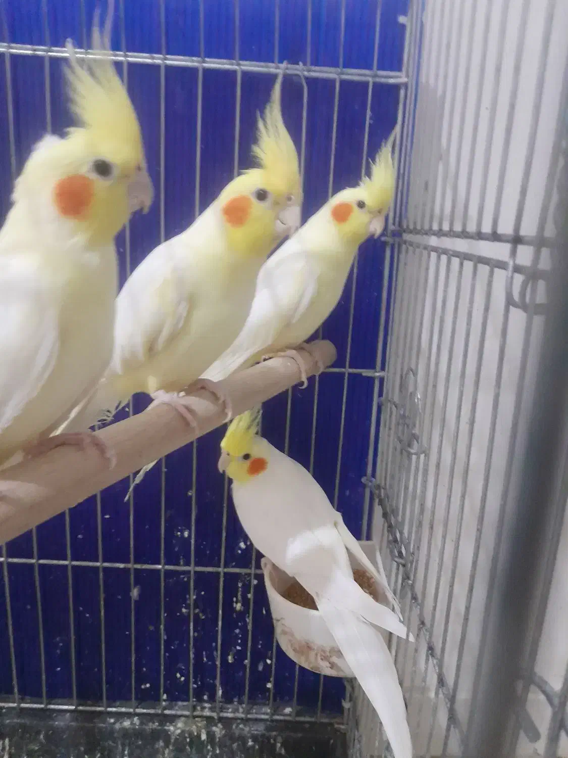 عروس هلندی|پرنده|اهواز, طالقانی|دیوار