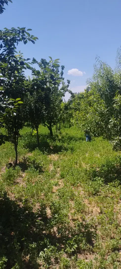 باغ زردالو در منطقه خوش آب و هوای مهربان|فروش خانه و ویلا|مهربان, |دیوار