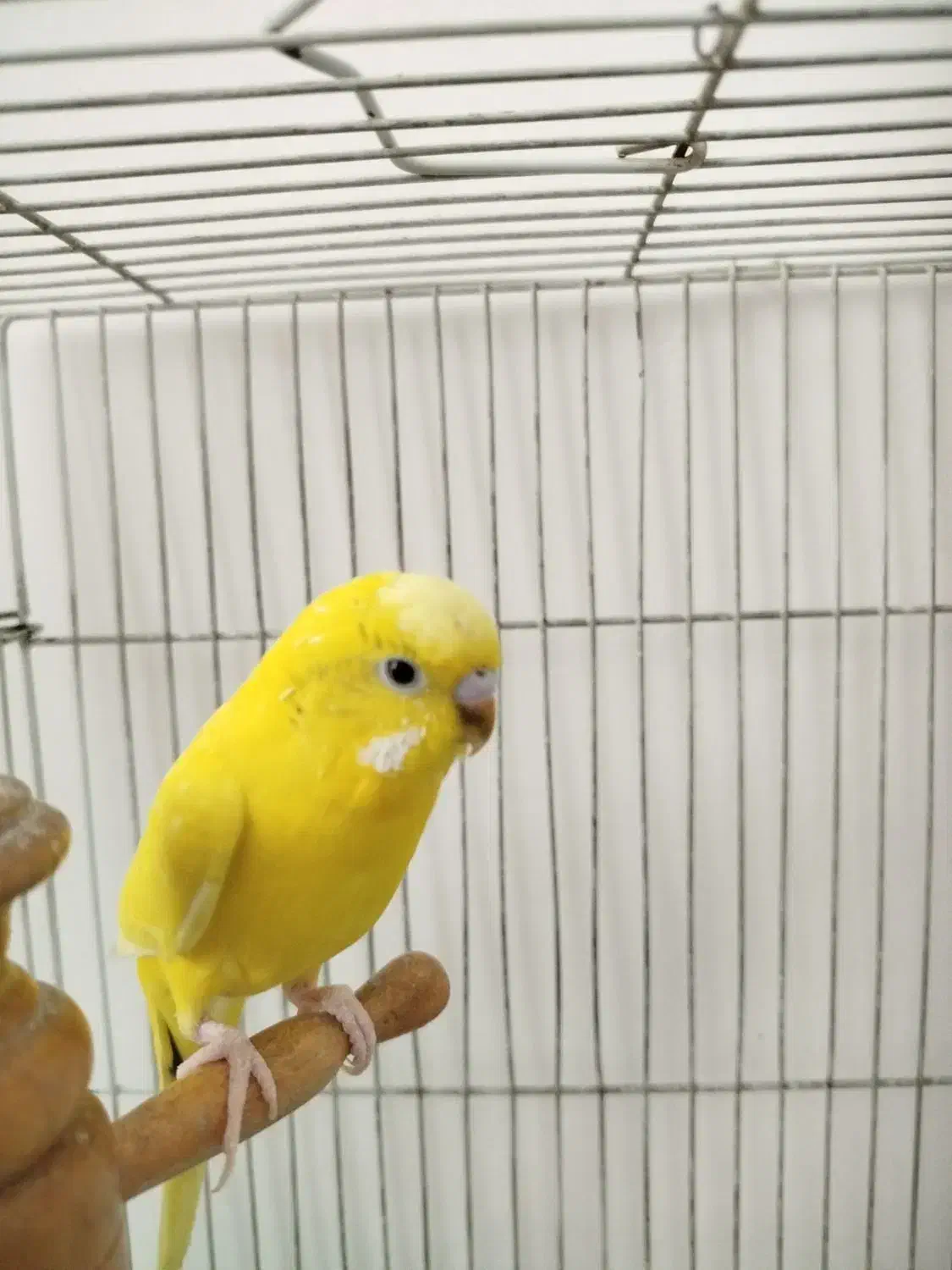 مرغ عشق ماده بالغ فقط190|پرنده|شریفآباد, |دیوار