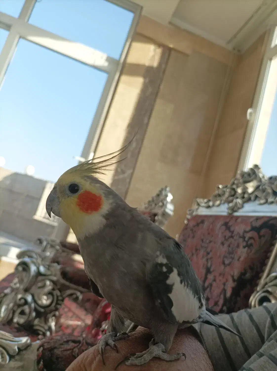 عروس هلندی|پرنده|مشهد, شهرک لشکر (شهرک غرب)|دیوار