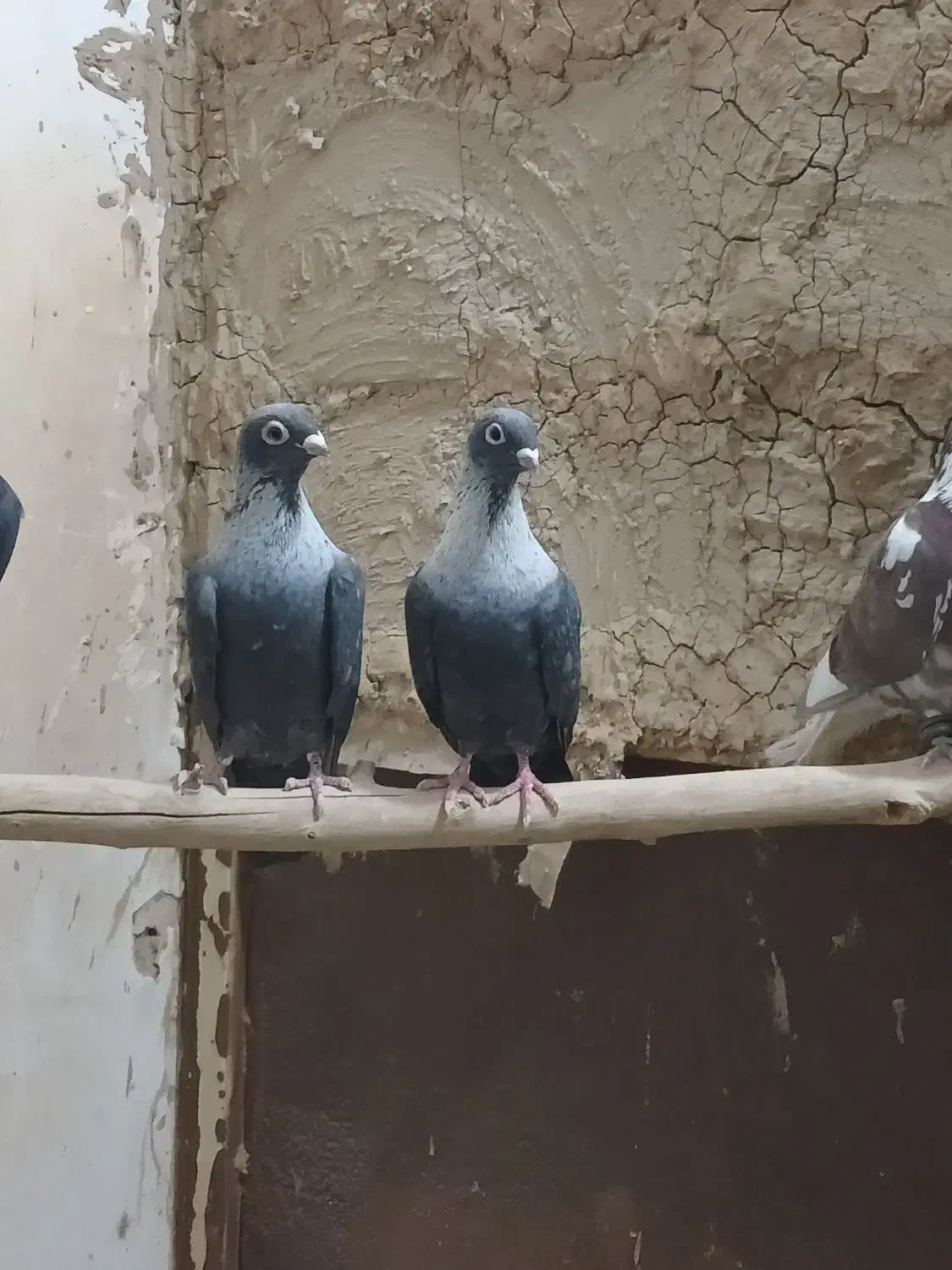 کفتر.کبوتر رنگی موشی|پرنده|رضویه, |دیوار