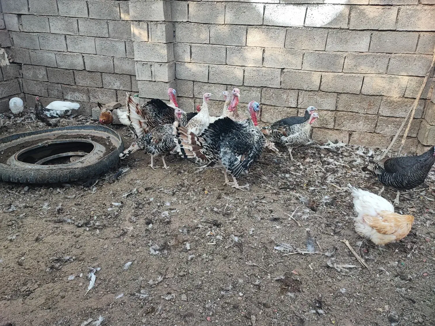 بوقلمون|حیوانات مزرعه|زیرکوه, |دیوار