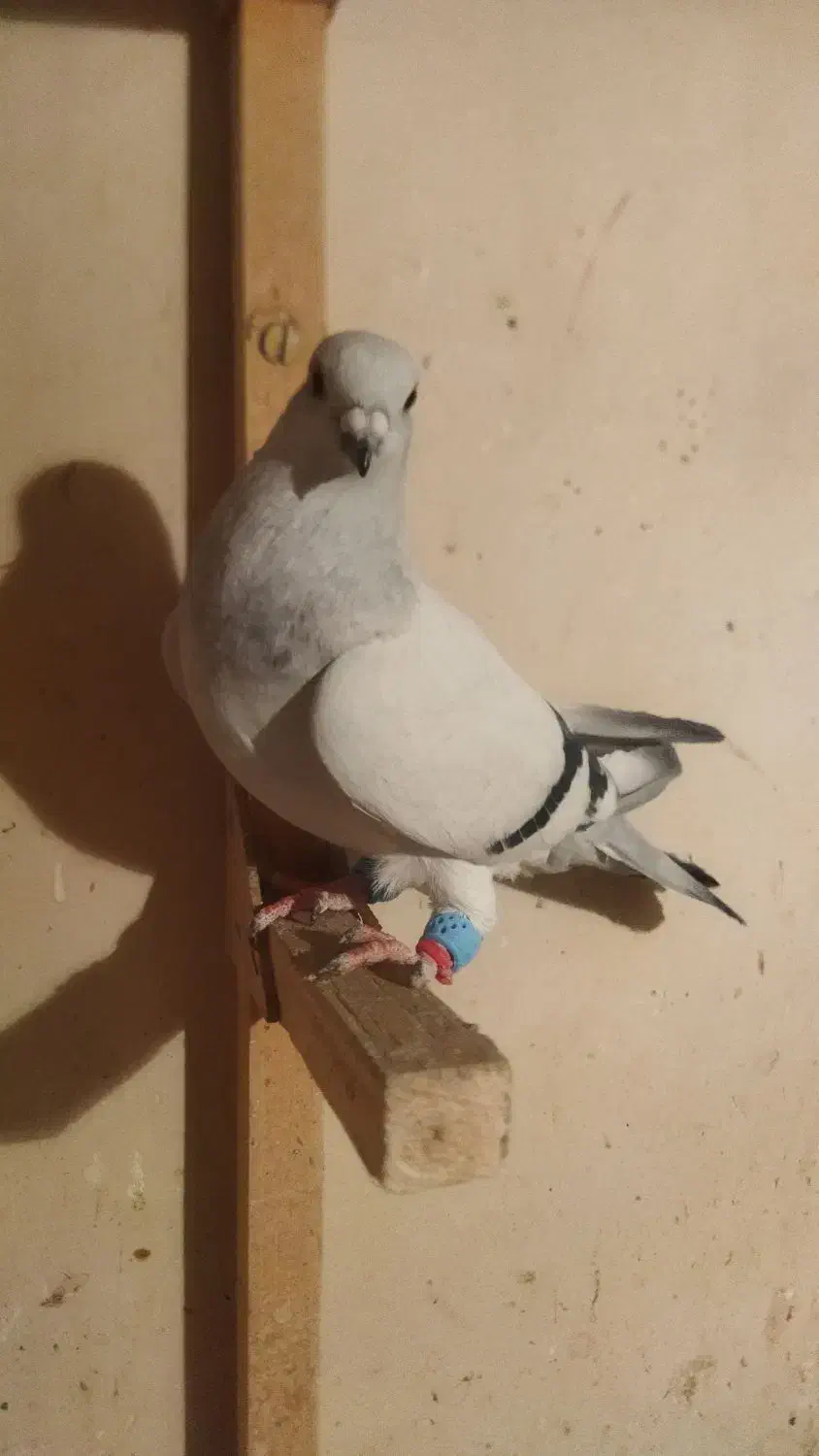 شامی موشی|پرنده|مرودشت, رودبال|دیوار