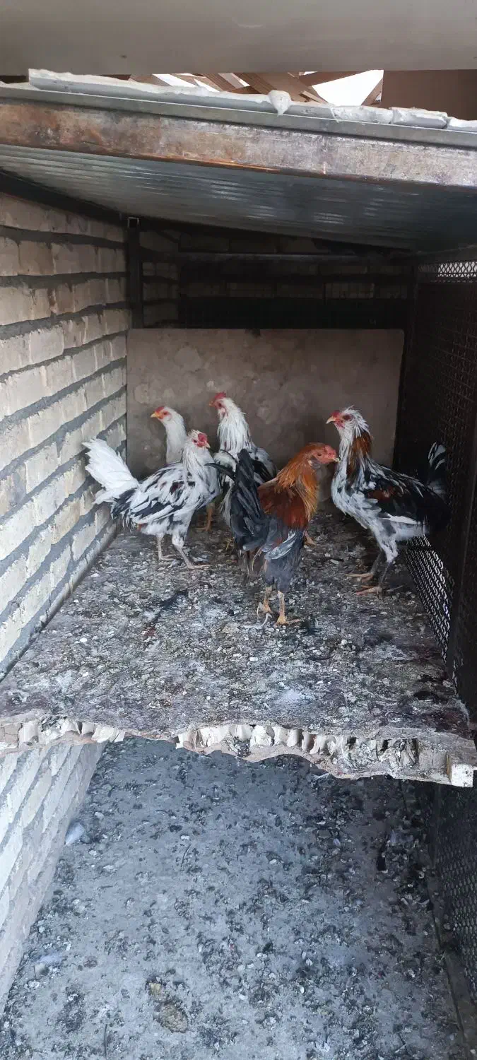 خروس گلین جوان|حیوانات مزرعه|اصفهان, پوریای ولی|دیوار