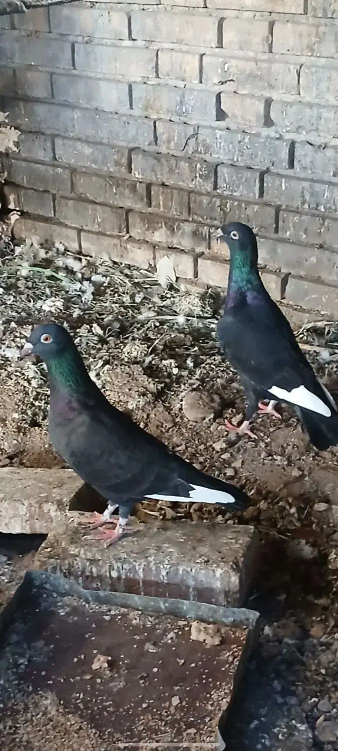 کبوتر پلاکی|پرنده|یزد, |دیوار