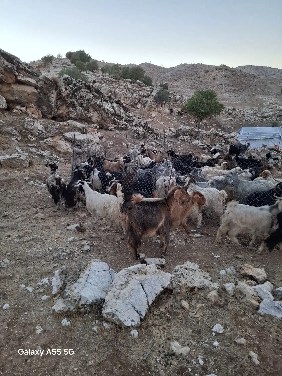 سلام ۲۰ راس بز آبستن جوان|حیوانات مزرعه|زرین آباد, |دیوار