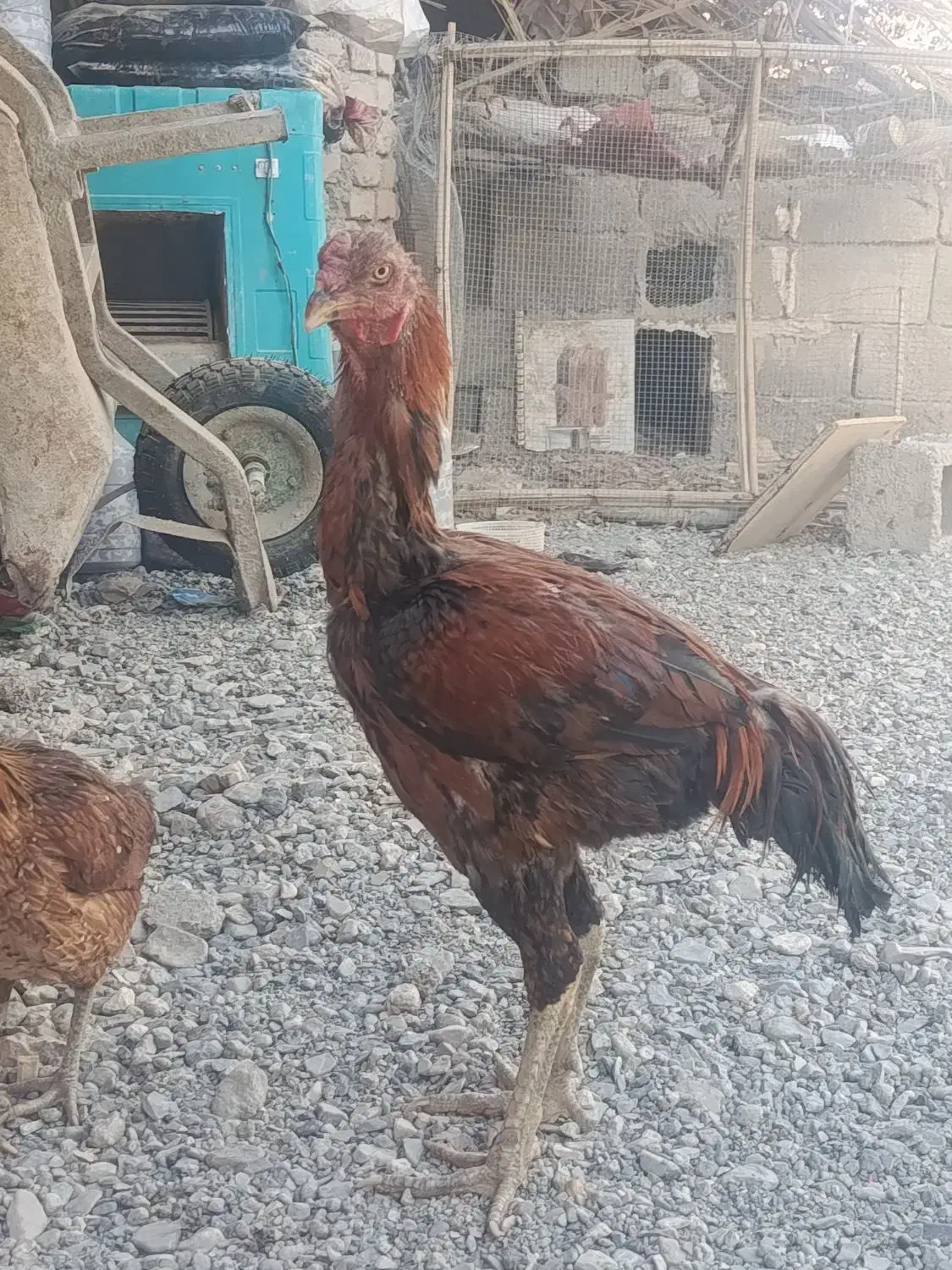 فروشی|حیوانات مزرعه|فنوج, |دیوار