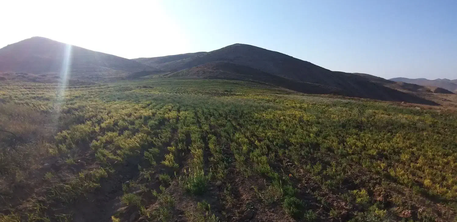 کاه عدس|لوازم جانبی حیوانات|اسفراین, |دیوار