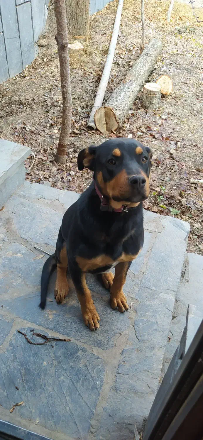 سگ روتوایلر نر|سگ|شمشک, |دیوار