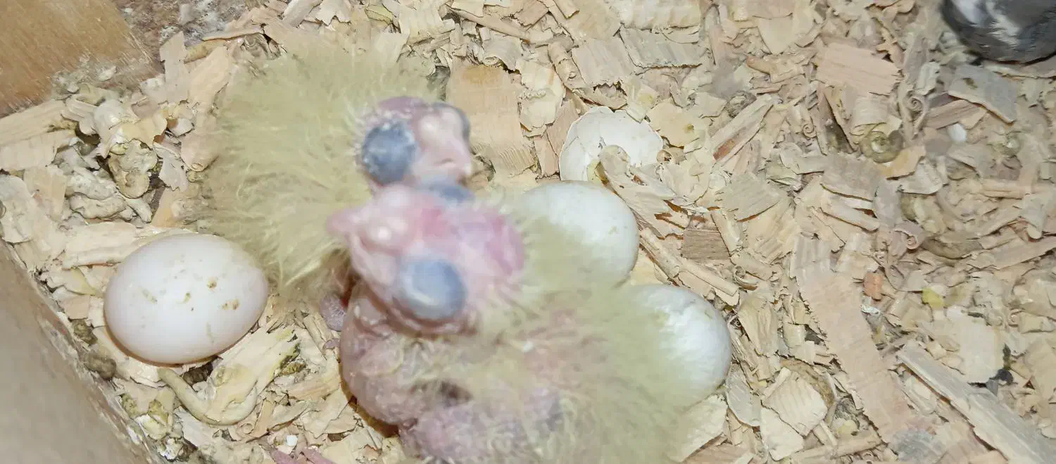 جفت نرو ماده عروس هلندی تخم و جوجه ای رو جوجه بودن|پرنده|زابل, |دیوار