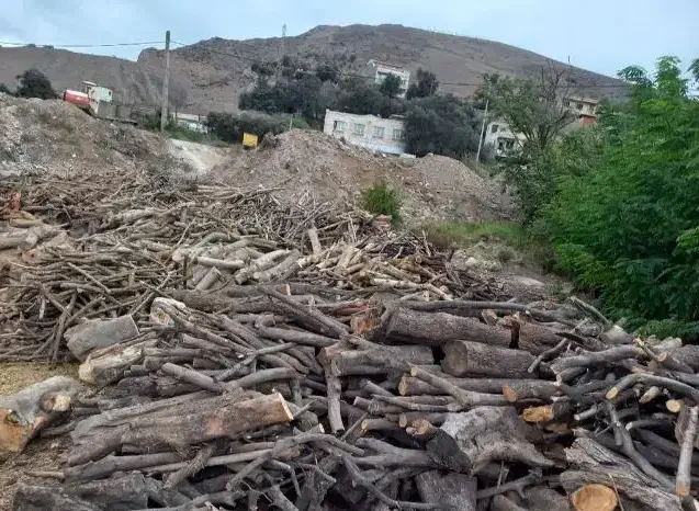 خرید چوب و هرس تخصصی درختان|خدمات باغبانی و درختکاری|قم, قلعه صدری|دیوار