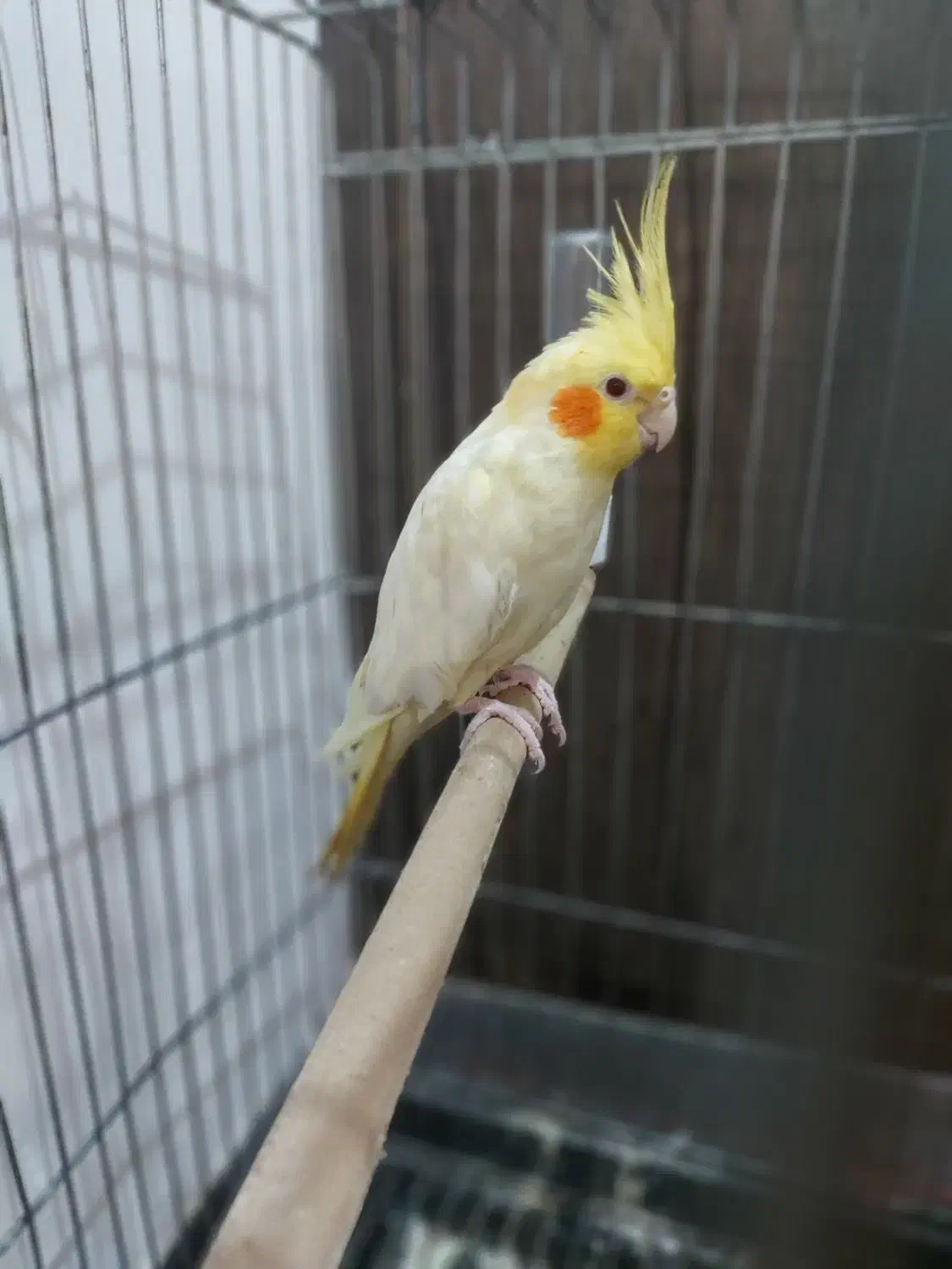 عروس هلندی|پرنده|امیدیه, |دیوار