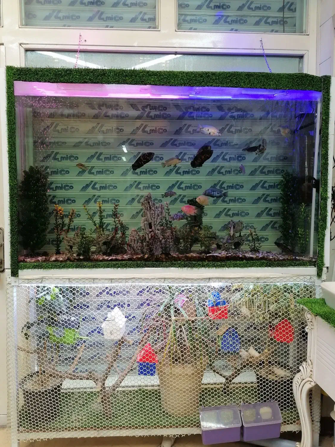 آکواریوم بزرگ با فضایی رویایی|ماهی|گنبد کاووس, |دیوار