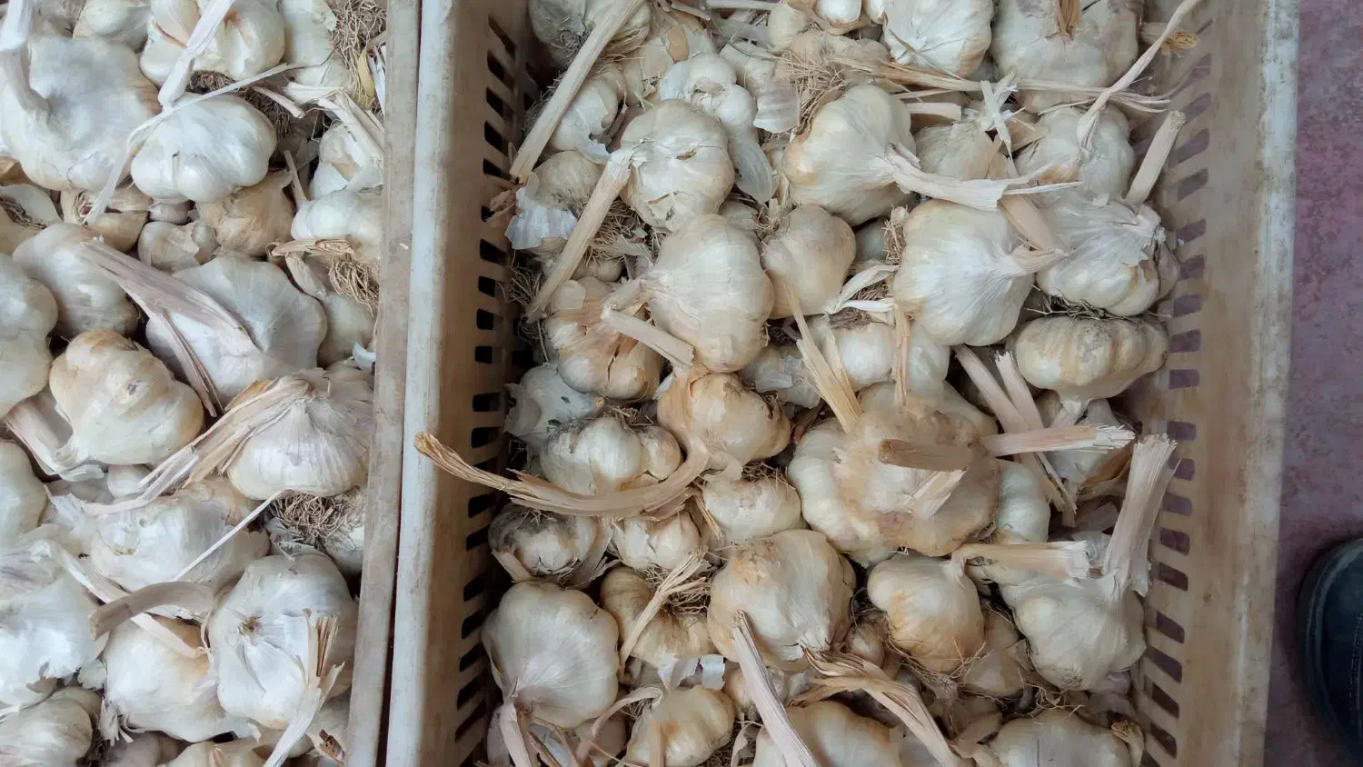 سلام فروش سیر درشت بار|عمده‌فروشی|همدان, |دیوار