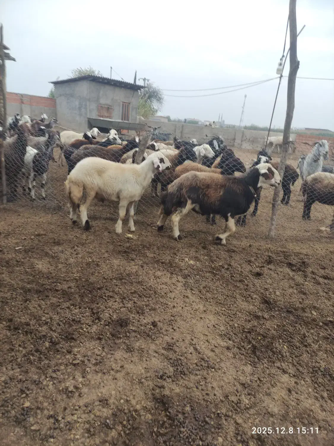 قوچ شیشک و بره قوچ بروجردی|حیوانات مزرعه|فاضل آباد, |دیوار