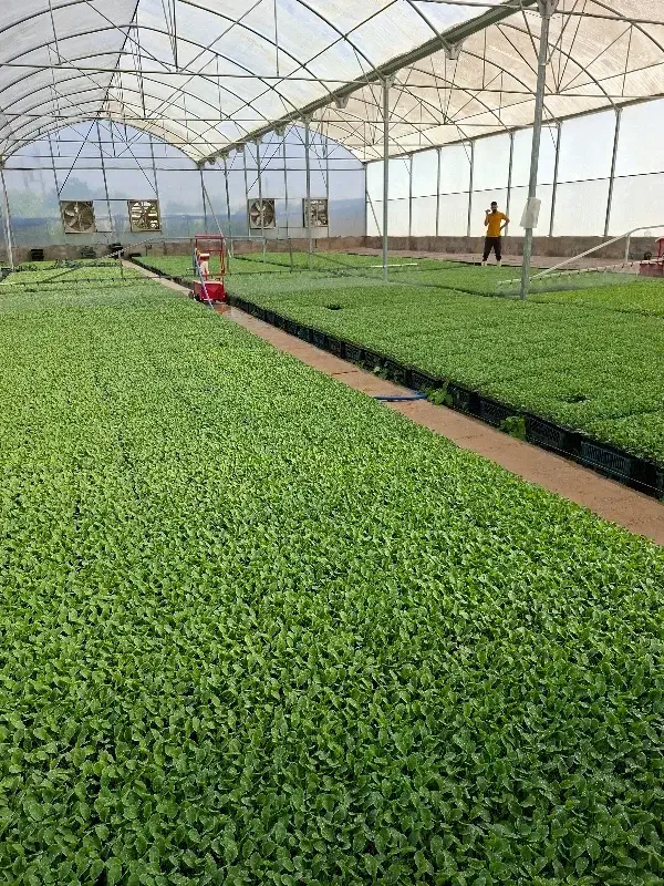 نیروی کار جهت گلخانه تولید نشا|استخدام صنعتی، فنی، مهندسی|دزفول, |دیوار