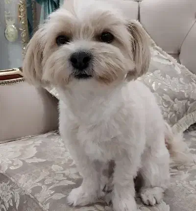 شیتزو تریر اصل|سگ|کرمانشاه, |دیوار