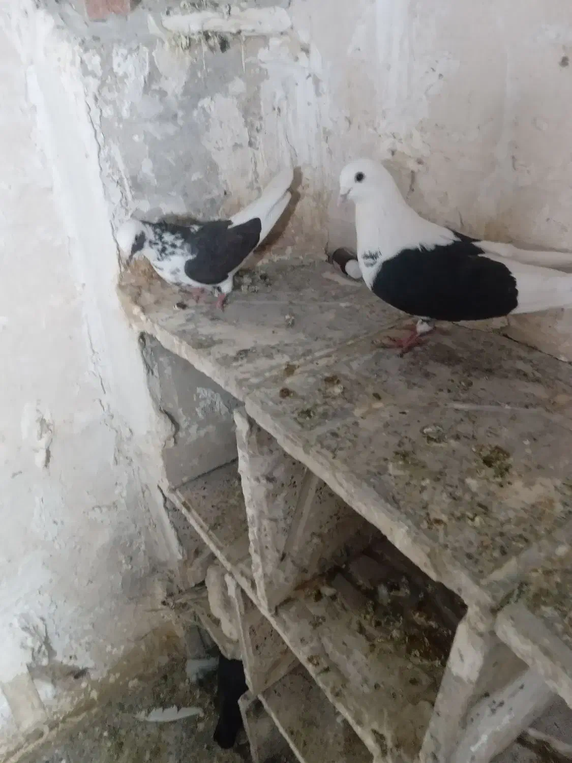 کفتر طوقی|پرنده|اردبیل, |دیوار