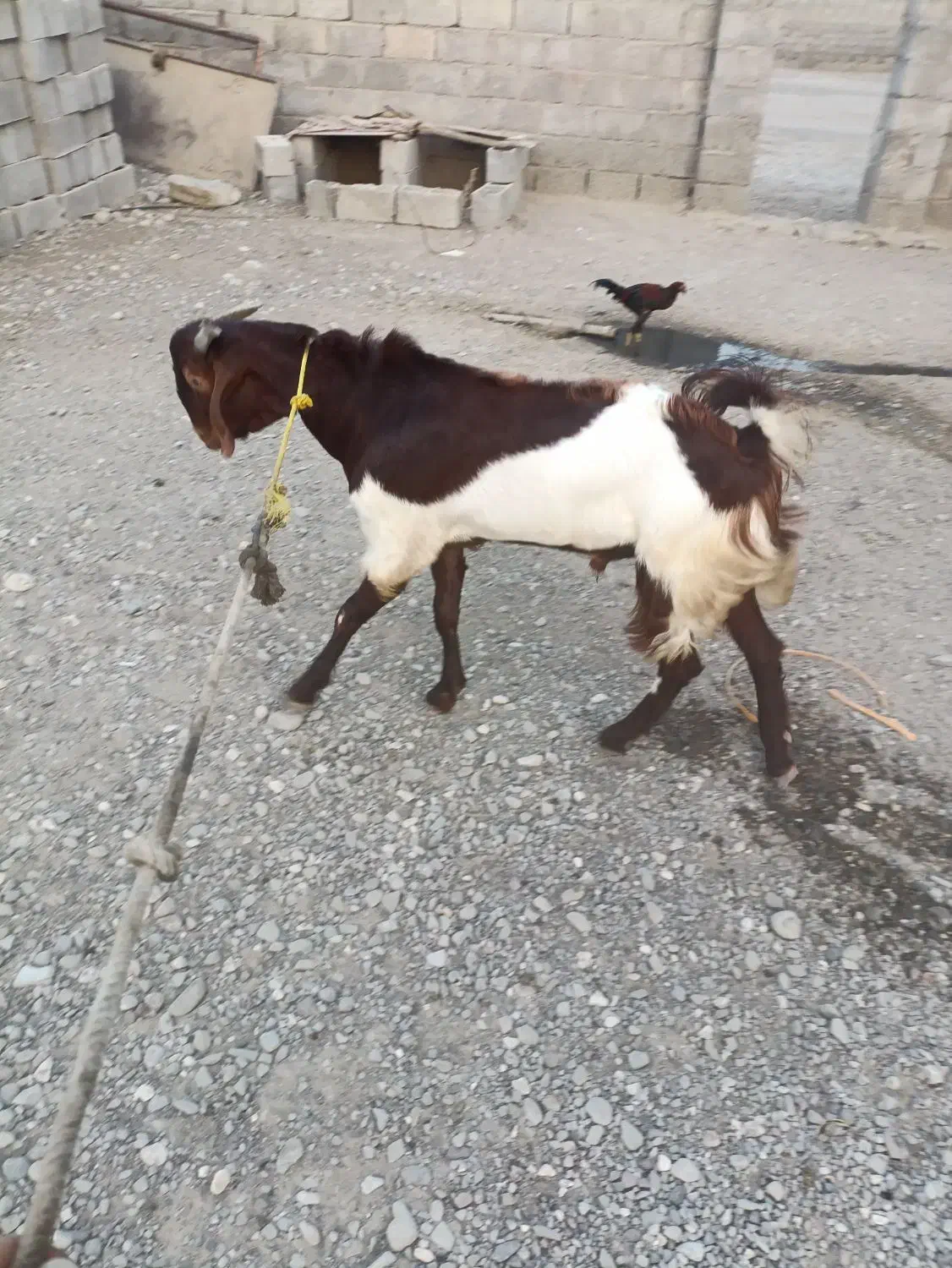 کهره نر|حیوانات مزرعه|میناب, |دیوار