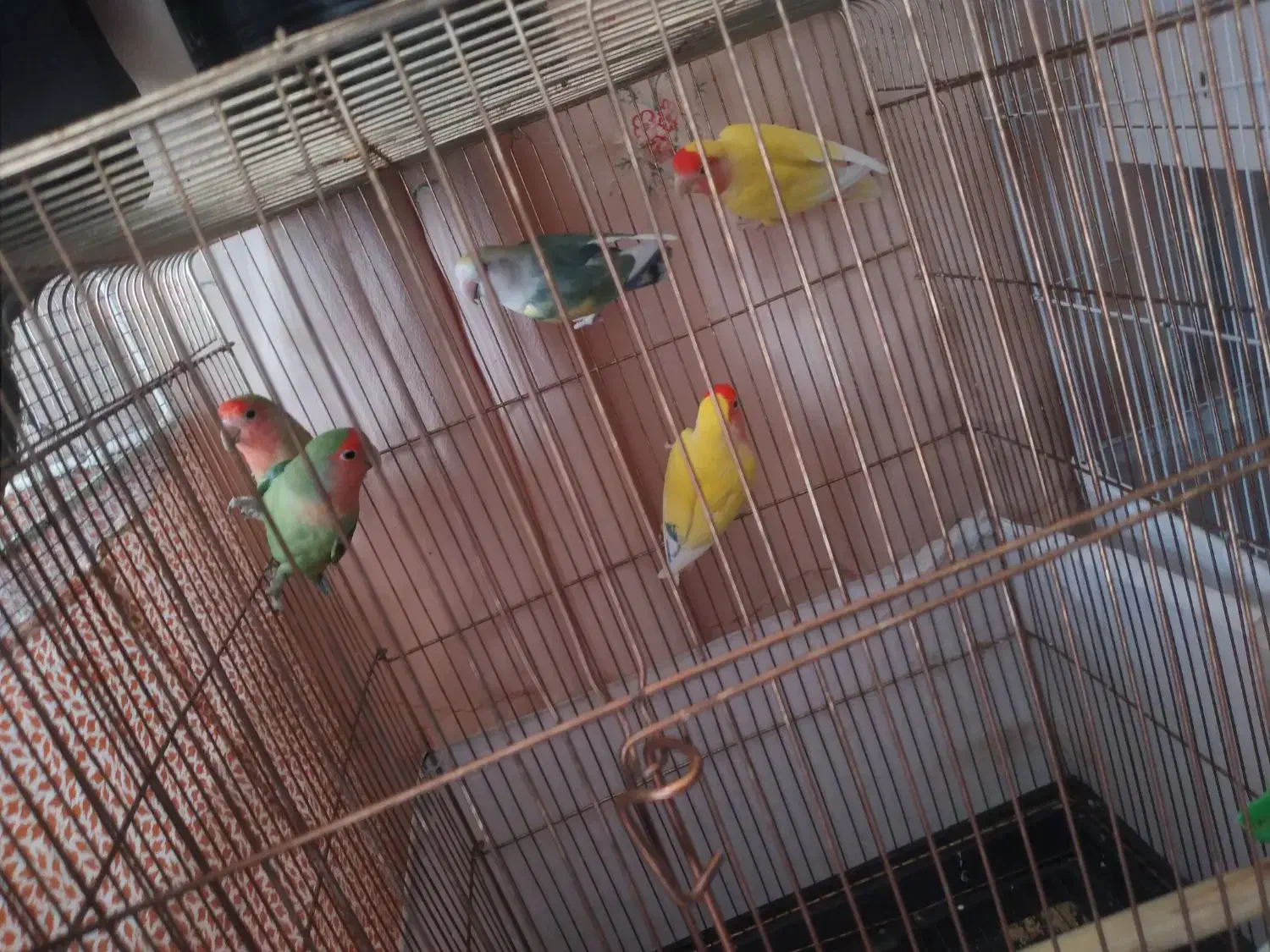 طوطی برزیلی وعروس هلندی|پرنده|بیرجند, |دیوار