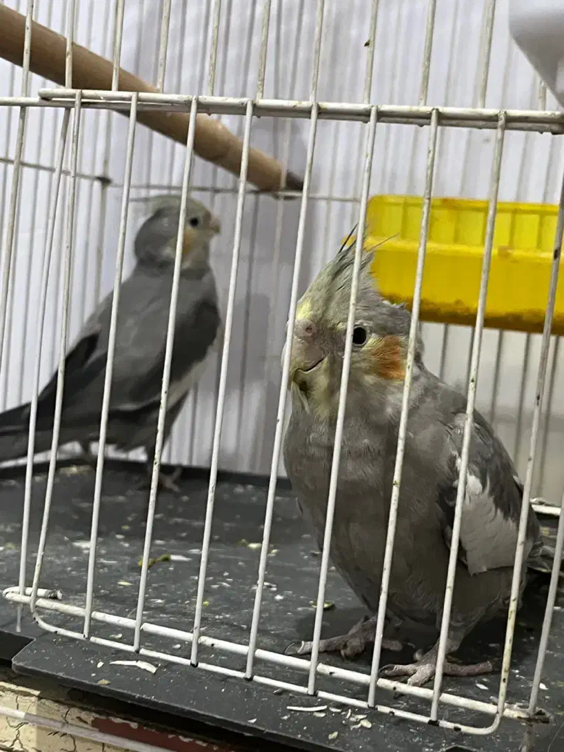 جوجه عروس هلندی سخنگو|پرنده|اهواز, منازل کارون|دیوار