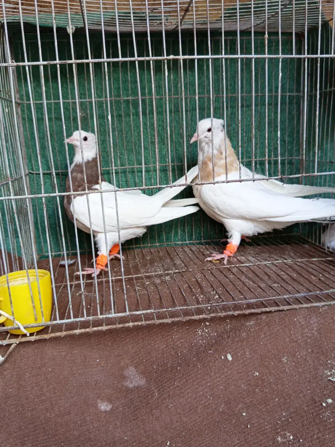 پرنده،کفتر،طوقی|پرنده|نیشابور, سرآب کوشک|دیوار