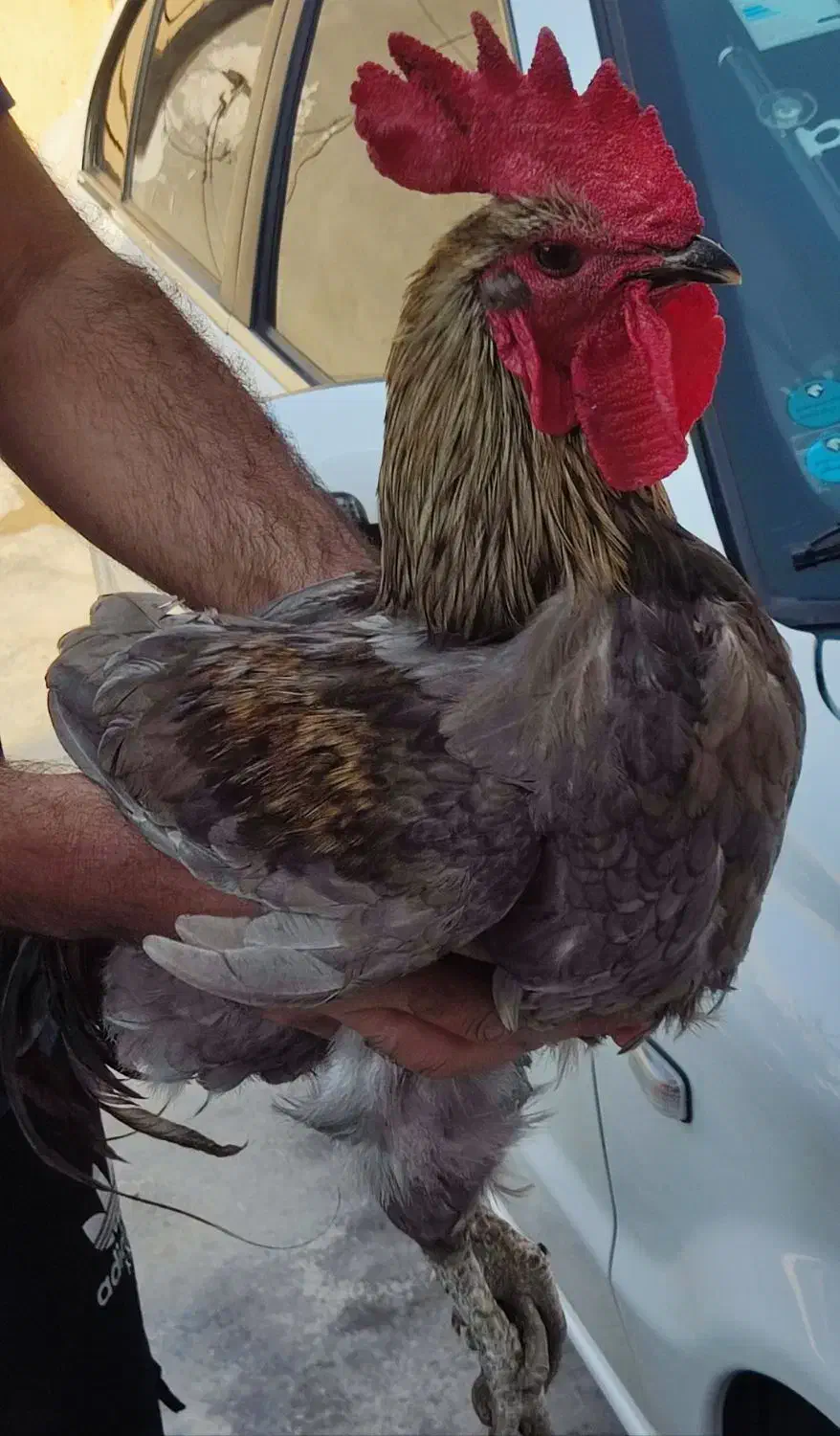 فروش خروس محلی|حیوانات مزرعه|برازجان, |دیوار