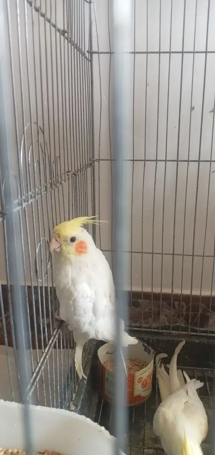 فروش جوجه عروس هلندی|پرنده|محلات, |دیوار