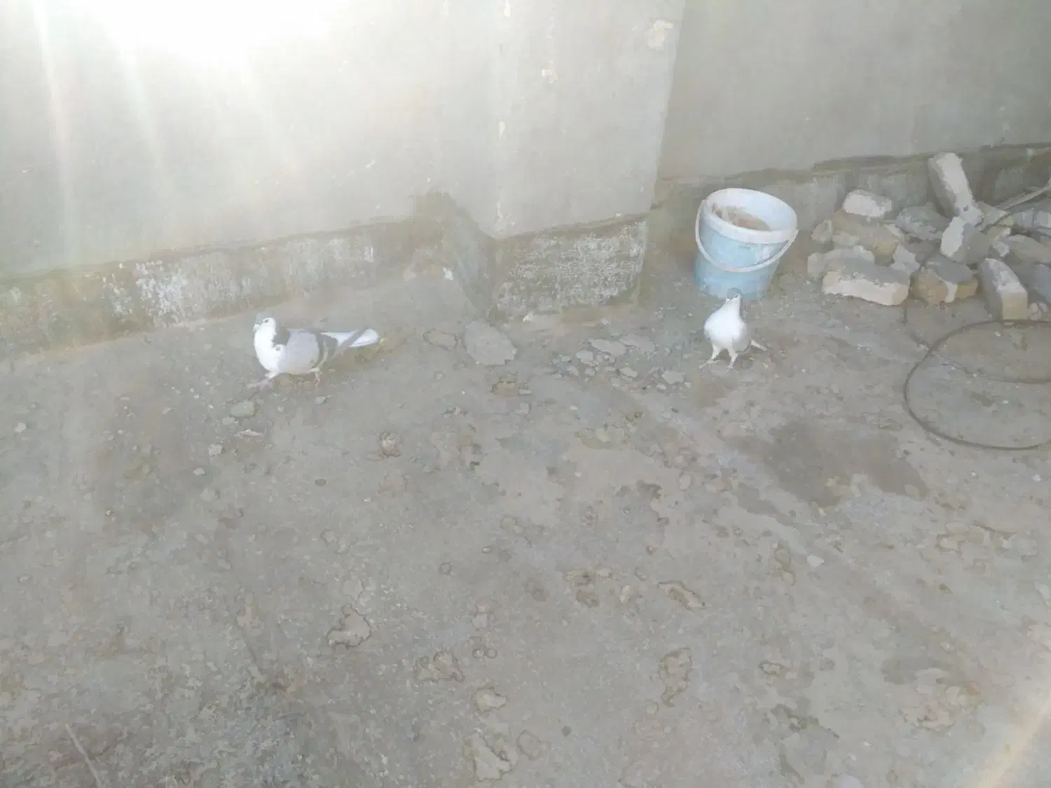 کفتر برشی|پرنده|جلگه رخ, |دیوار