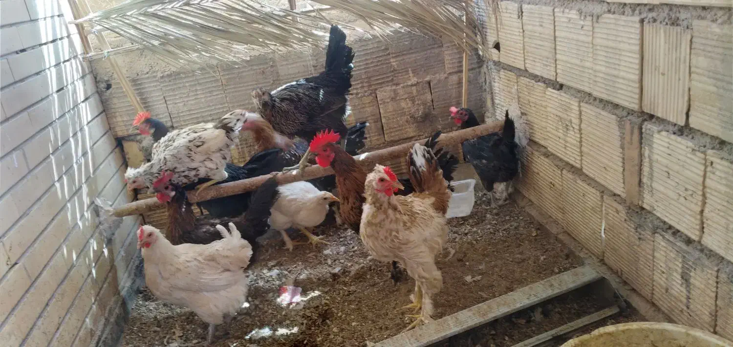مرغ و خر‌وس گلین|حیوانات مزرعه|اردکان, |دیوار
