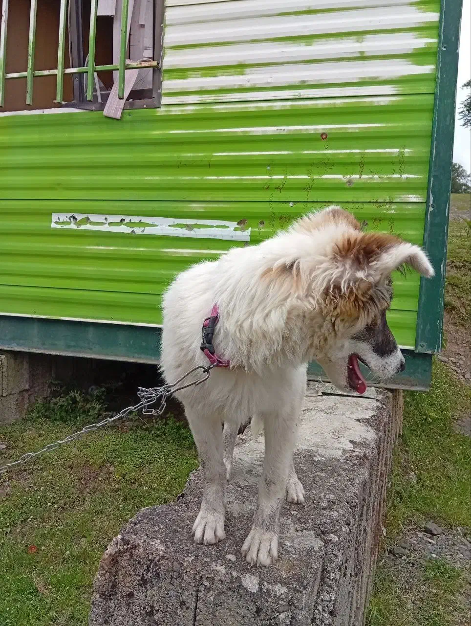 واگذاری سگ ژرمن میکس محلی رایگان|سگ|ماسال, |دیوار