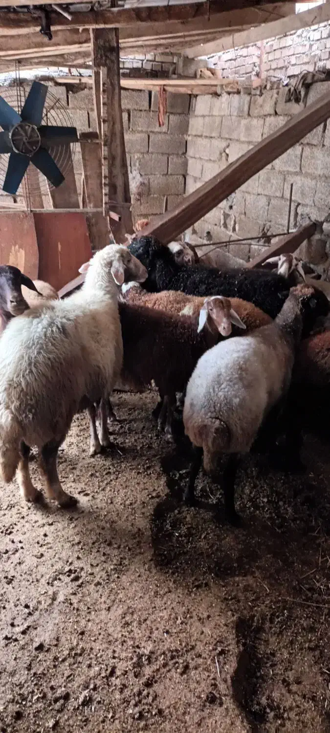 فروش گوسفند داشتی جوان یک دست|حیوانات مزرعه|رامیان, |دیوار