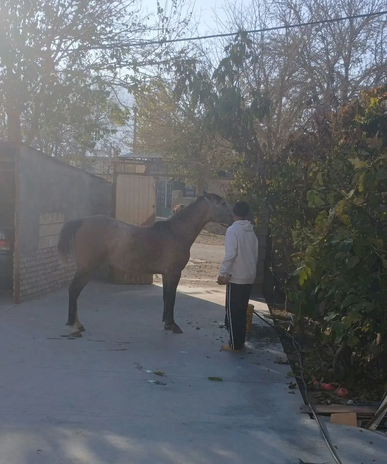 اسب|اسب و تجهیزات اسب‌سواری|دورود, |دیوار