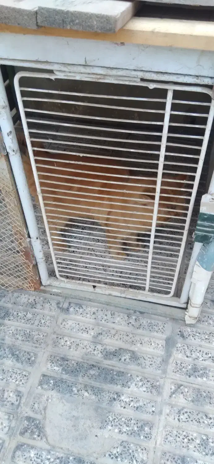 گربه پرشین|گربه|گنبد کاووس, |دیوار