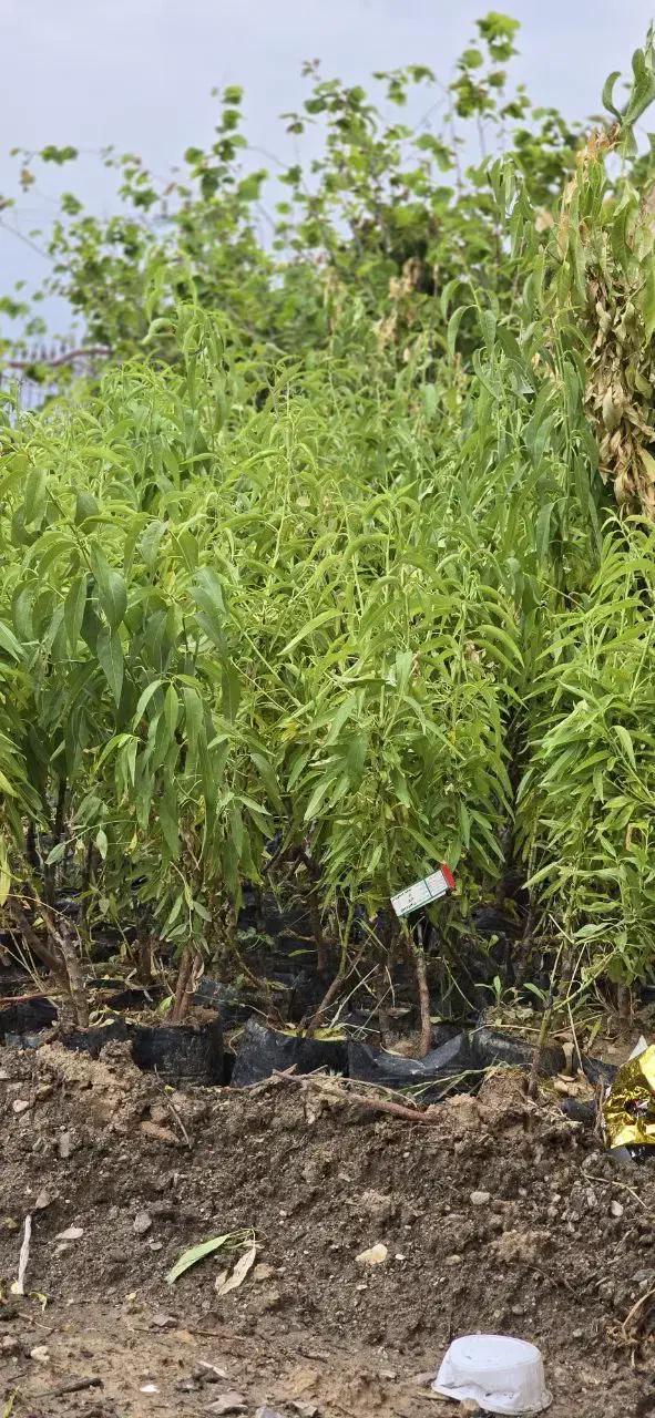 فروش عمده و خرده نهال بادام با ارسال سراسر کشور|خدمات باغبانی و درختکاری|حسین آباد, |دیوار