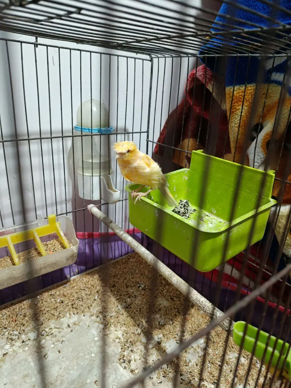 1عدد قناری|پرنده|اهر, |دیوار