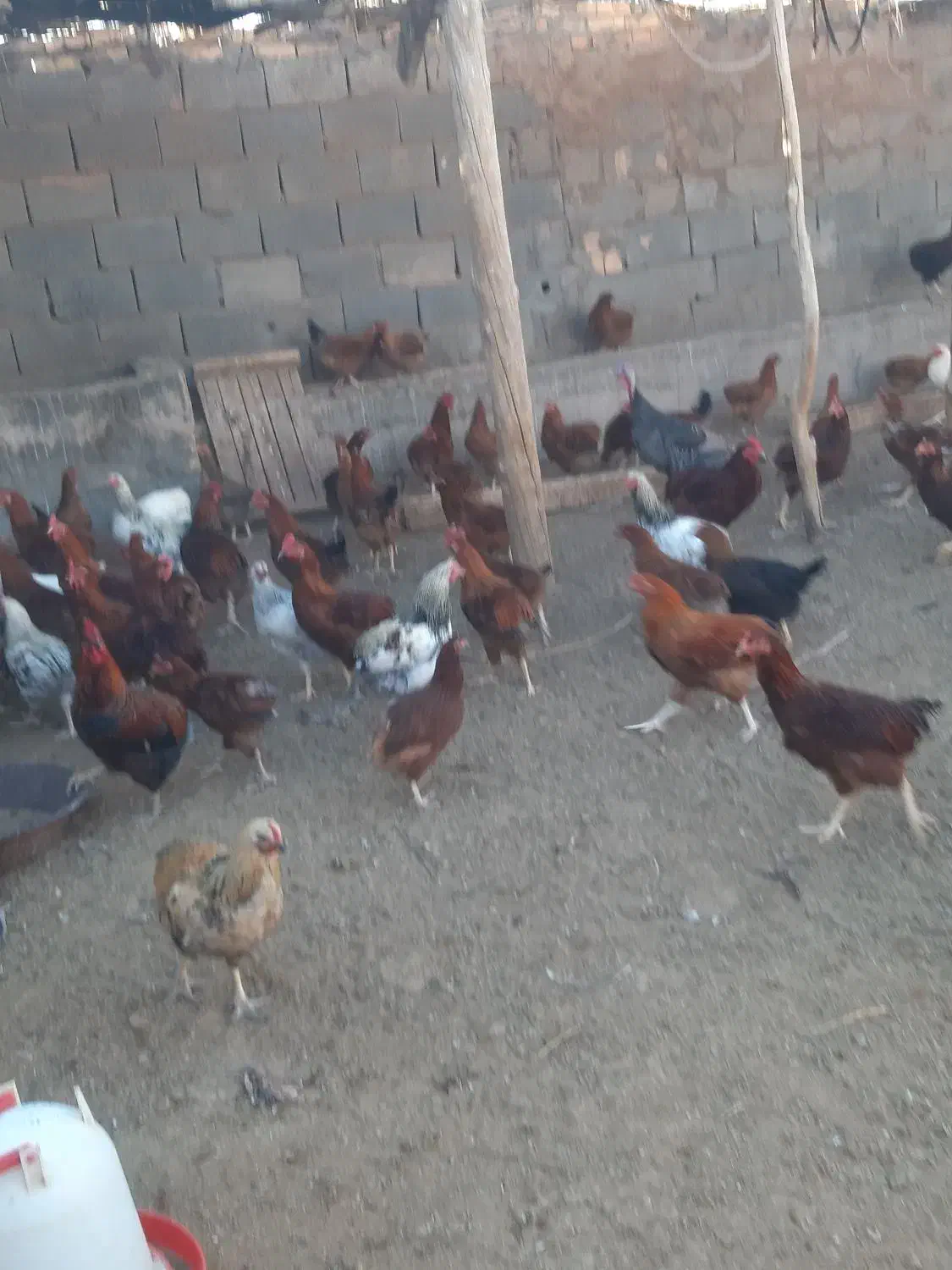 مرغ خروس|حیوانات مزرعه|باشتین, |دیوار