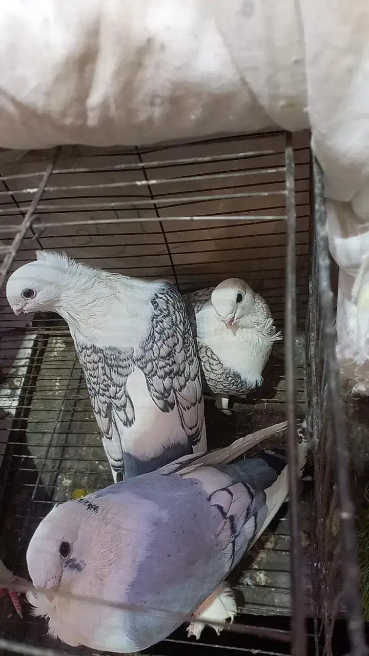 ساتن مقبول|پرنده|مشهد, دانش|دیوار