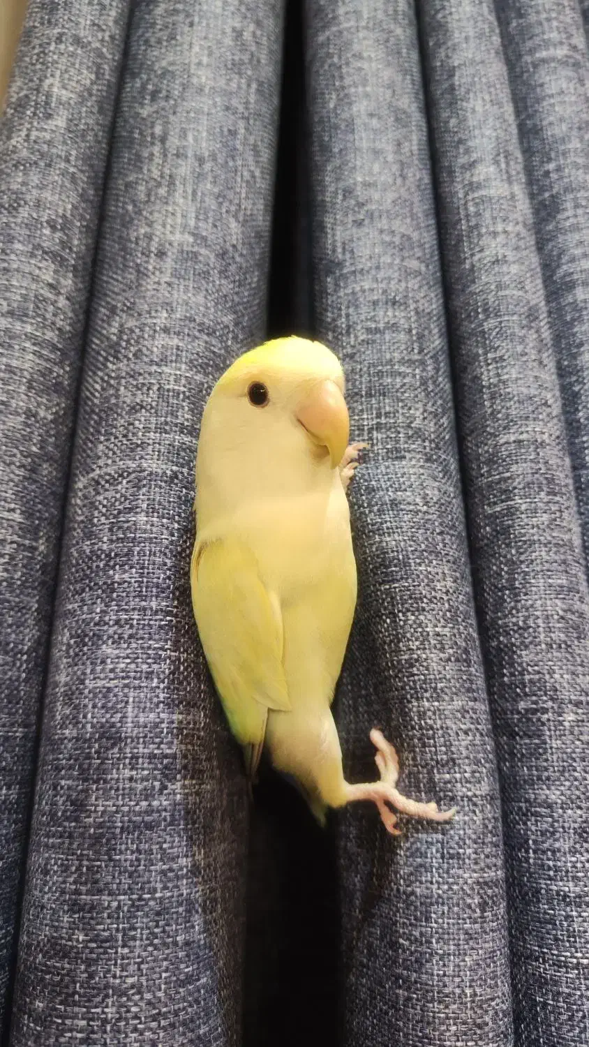 طوطی برزیلی کوتوله دستی ۷ ماهه نر بالغ|پرنده|اصفهان, الهیه|دیوار