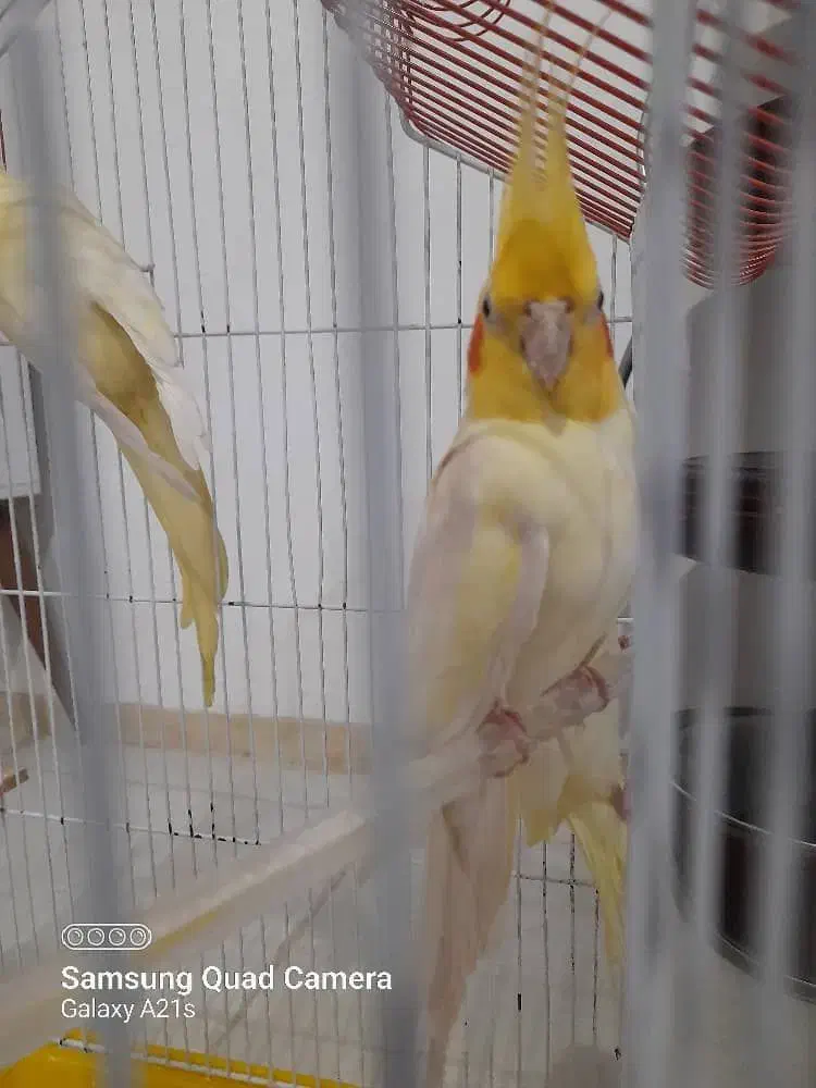 عروس هلندی فروشی|پرنده|مینودشت, |دیوار