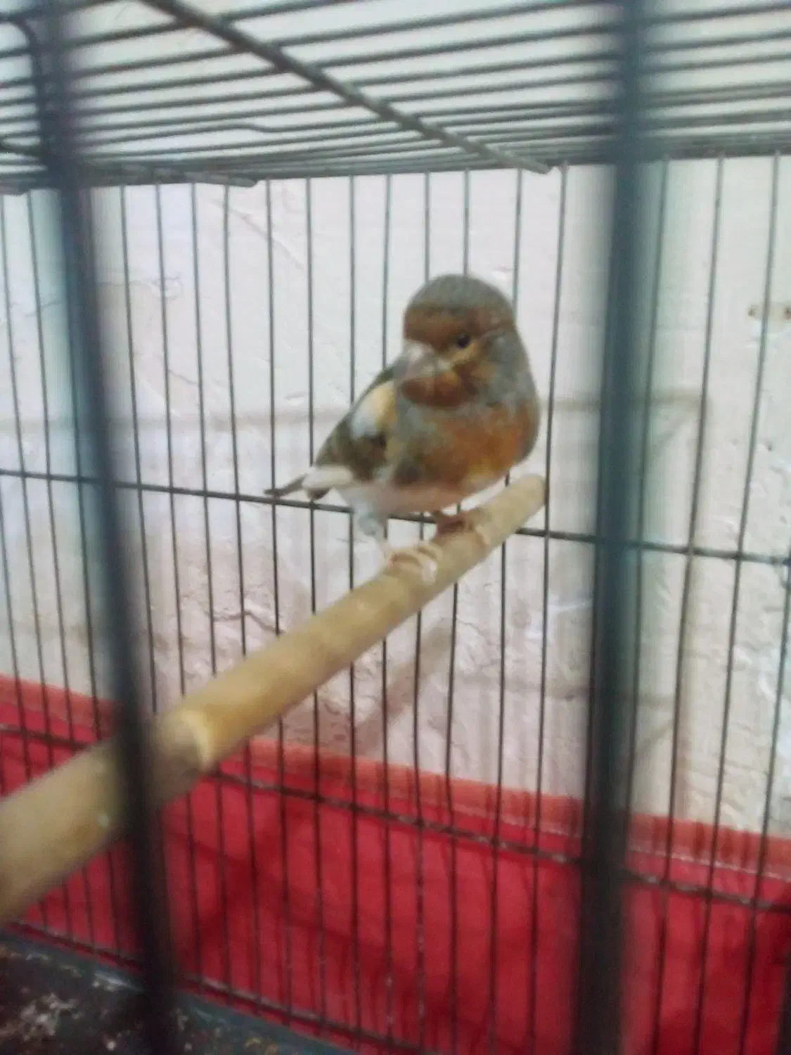 فروش قناری حراج حراج سالم سرحال|پرنده|ایلام, |دیوار