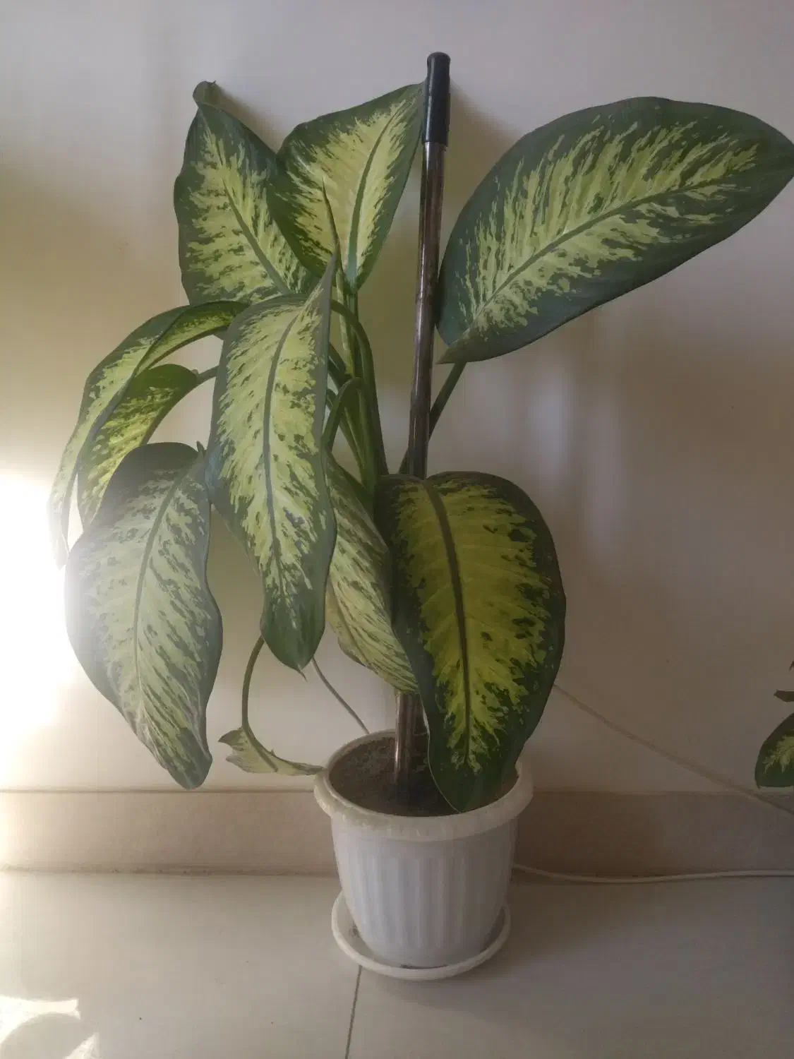 گل دیفن   خیلی زیبا  به دلیل جابجایی فروخته میشود|گل و گیاه طبیعی|سقز, |دیوار