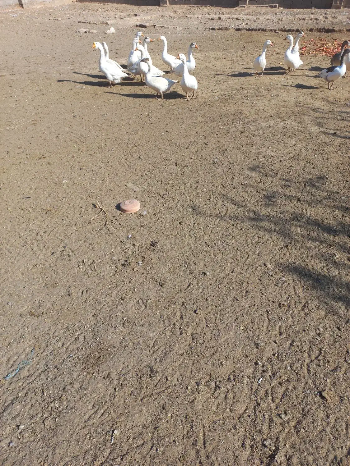 غاز قوغاز|حیوانات مزرعه|قم, لسانی|دیوار