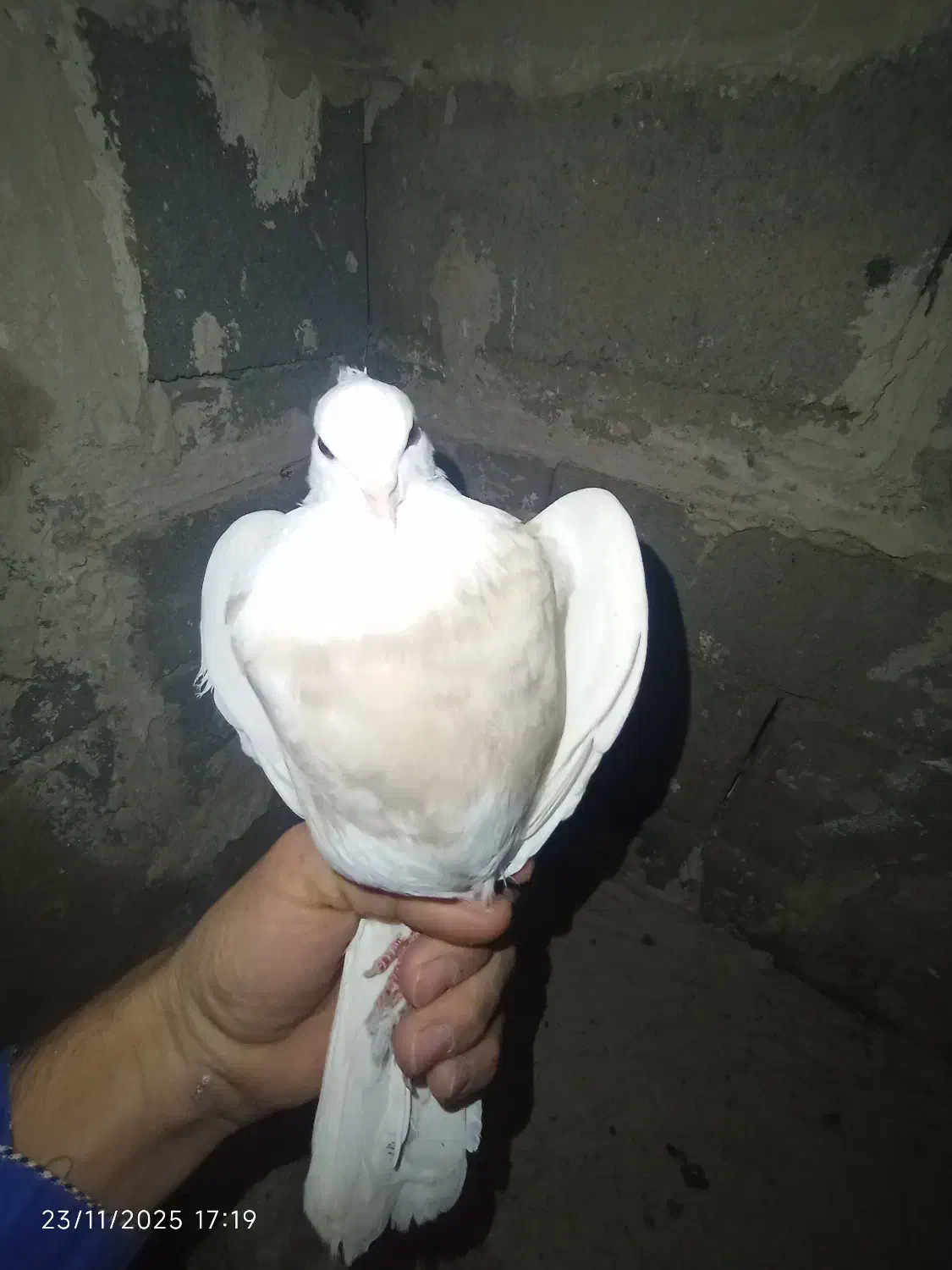 طوقی|پرنده|لردگان, |دیوار