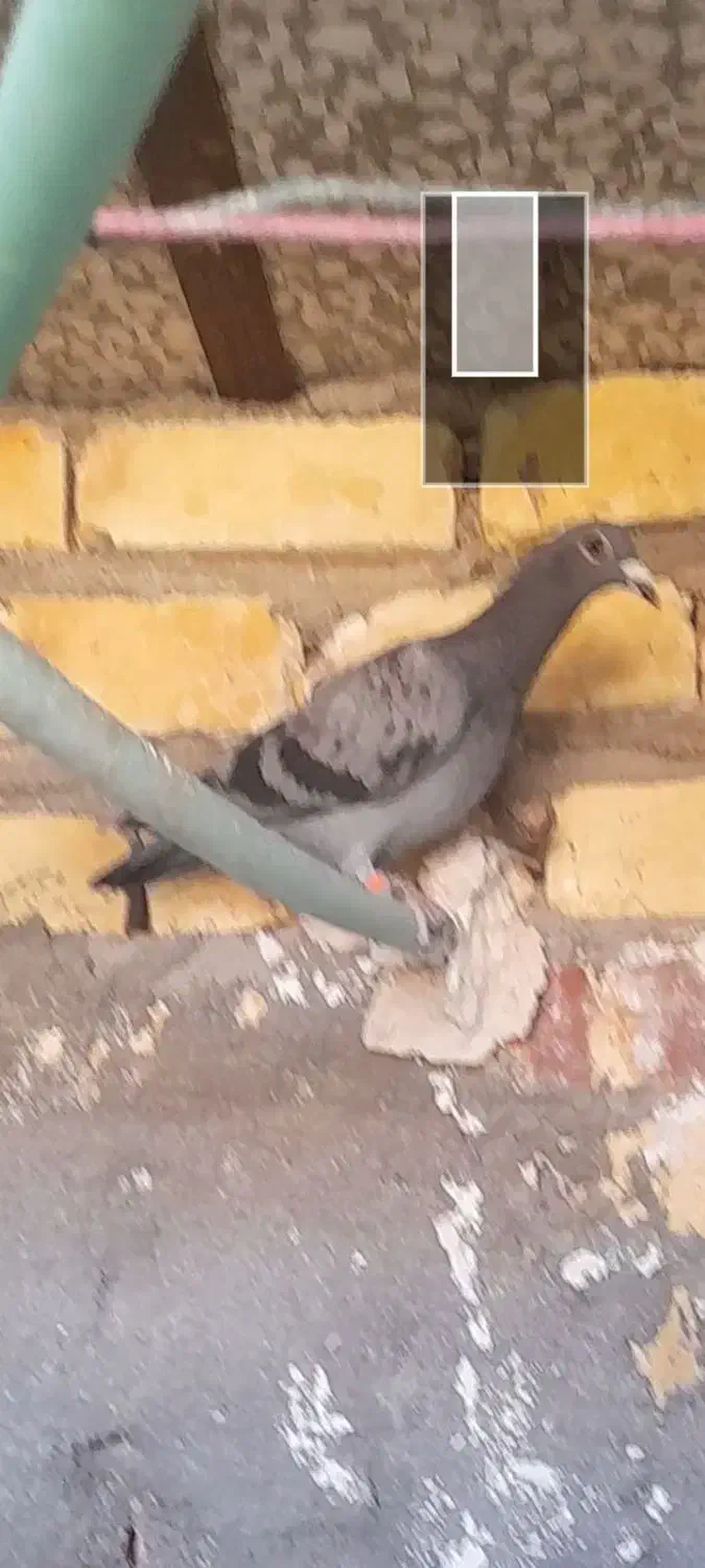 گم شده|حیوانات|زابل, |دیوار